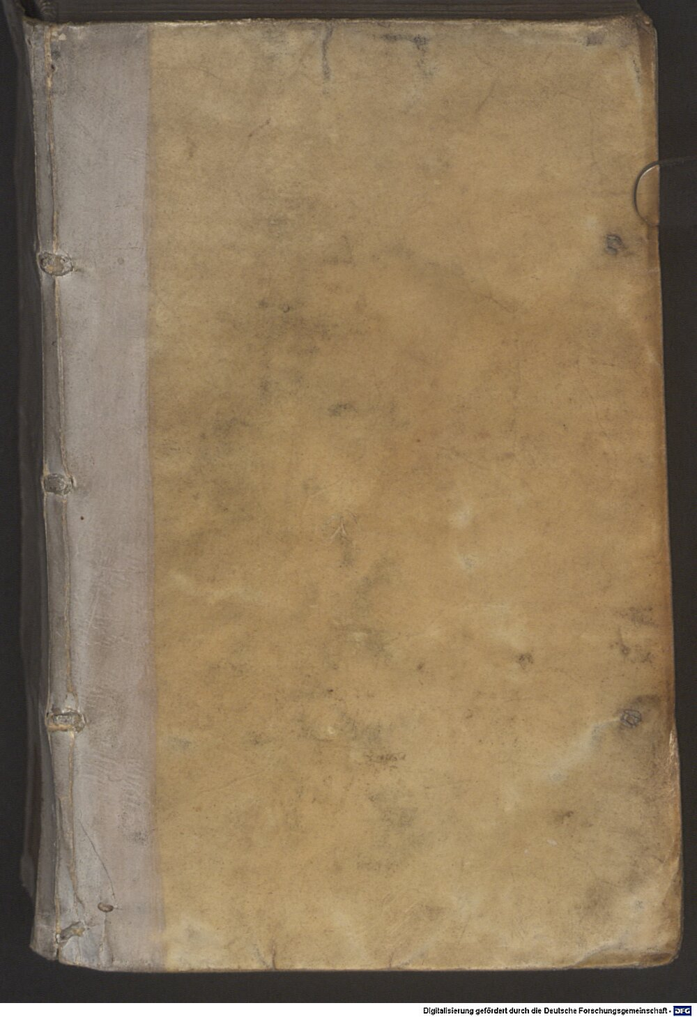 Bruno, Vincenzo: Myrrhenbüschelin Dillingen 1600 (Asc. 843)