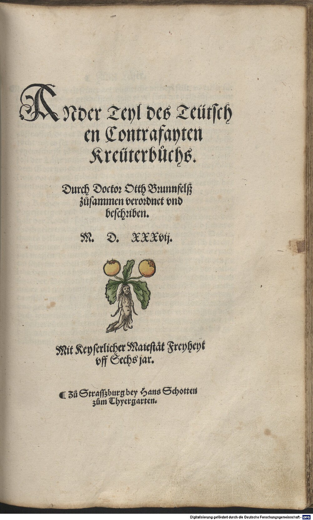 Brunfels, Otto: Contrafayt Kreüterbuch Strasßburg (1537) (Rar. 2264-1/2#1)